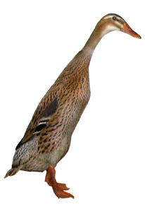 futokacsa2.jpg